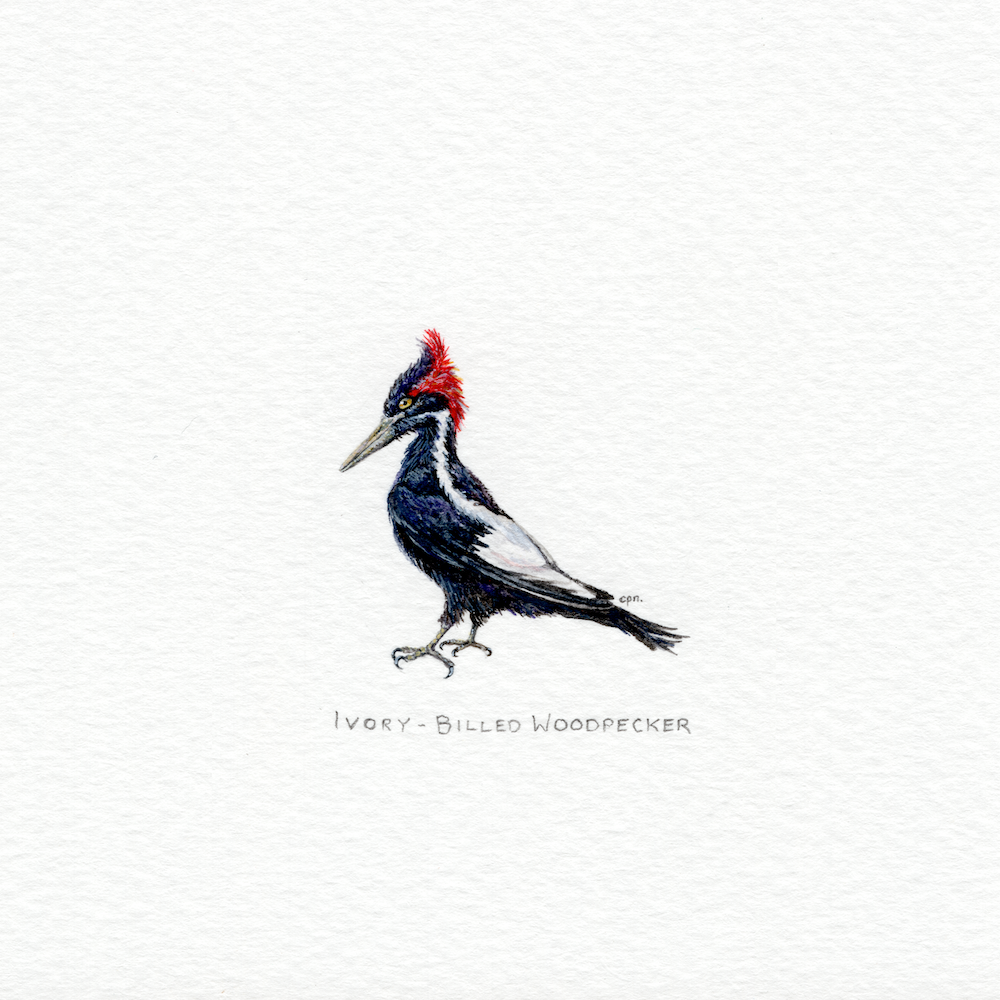 Ivory-Billed Woodpecker (Low).png
