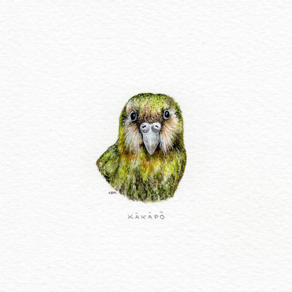 Kakapo (Low).png