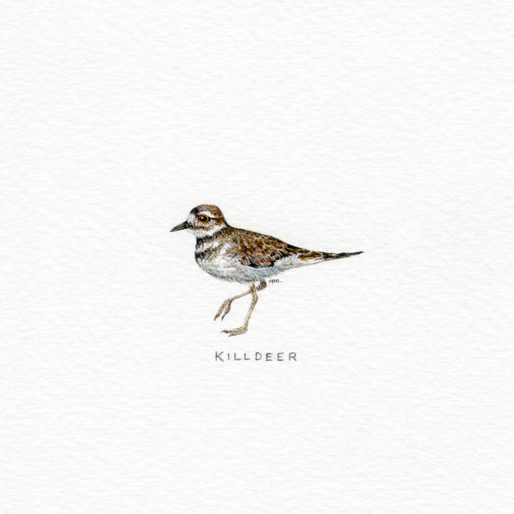 Killdeer (Low).png