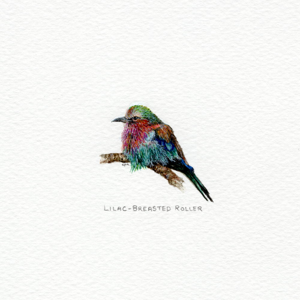 Lilac-Breasted Roller (Low).png