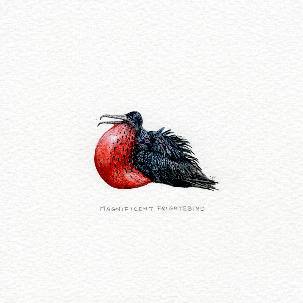 Magnificent Frigatebird (Low).png