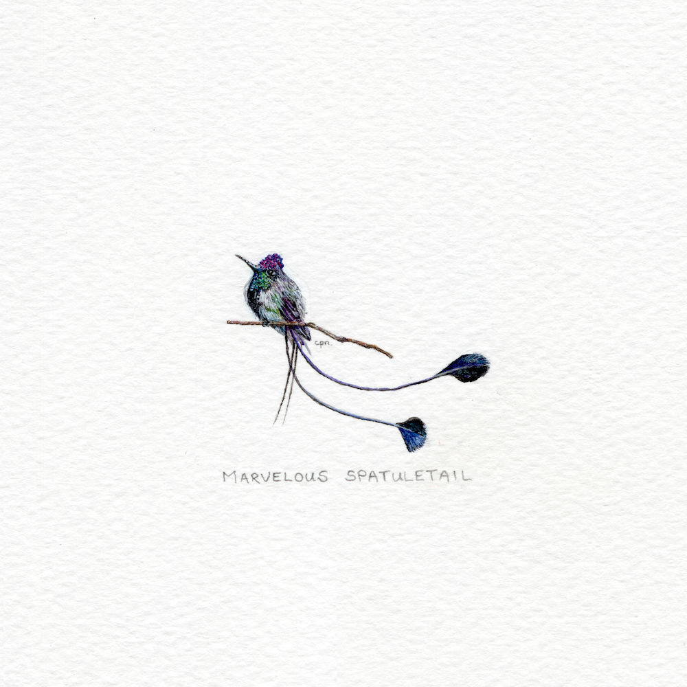 Marvelous Spatuletail (Low).png