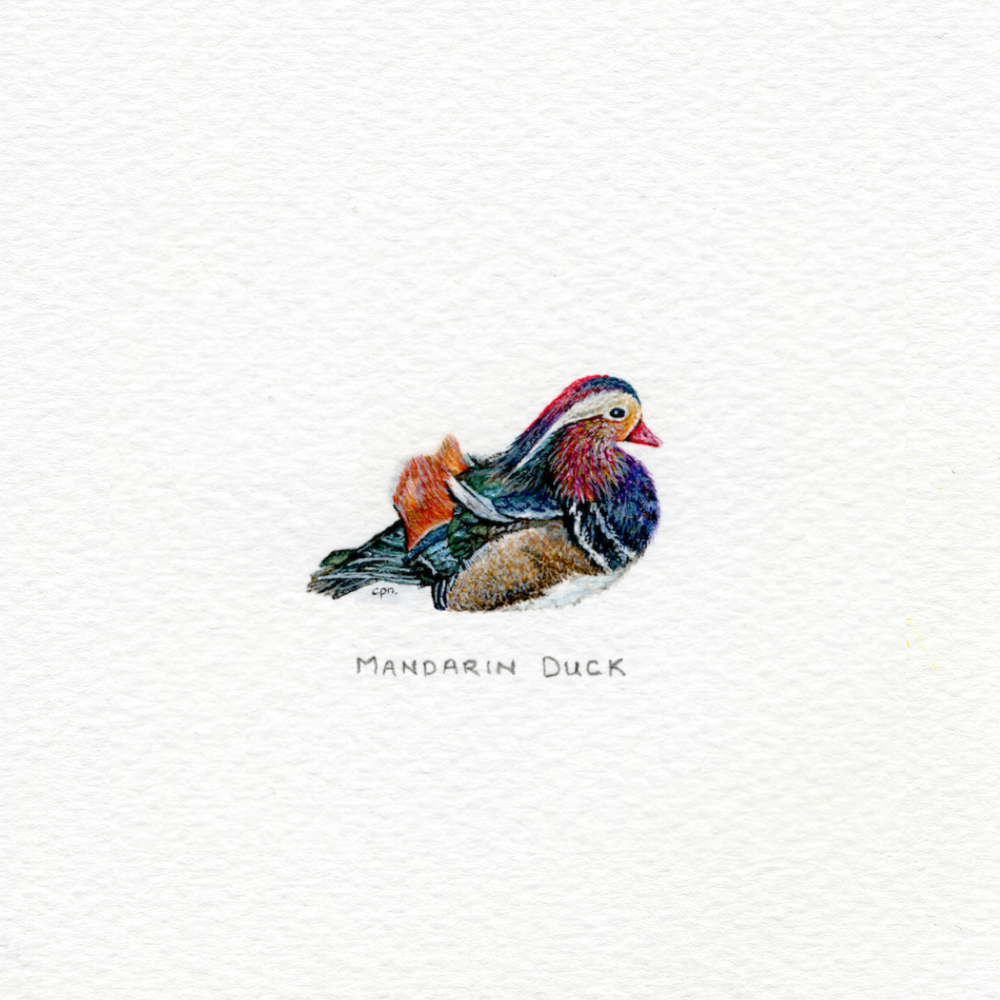 Mandarin Duck (Low).png