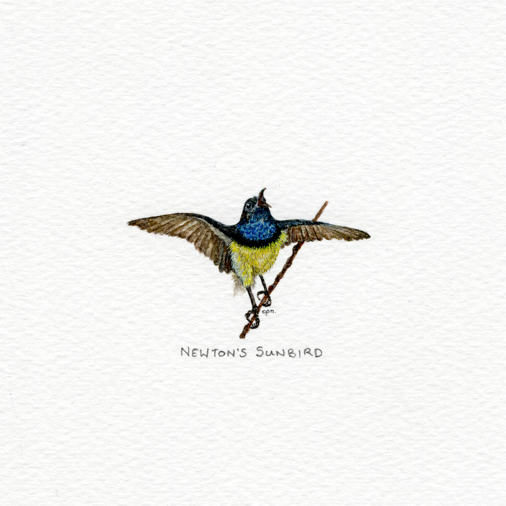 Newton's Sunbird (Low).png