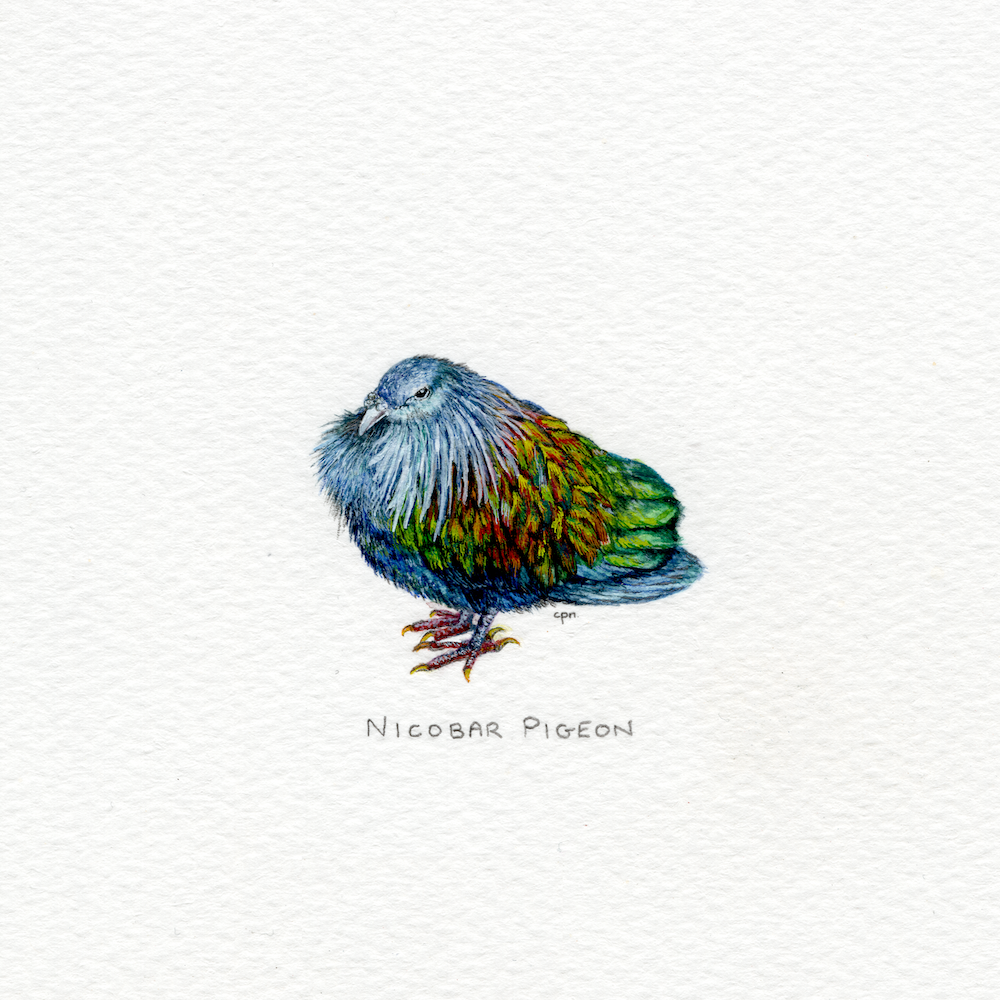 Nicobar Pigeon (Low).png