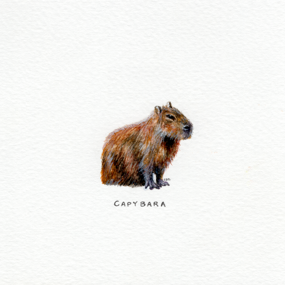 Capybara (Low).png