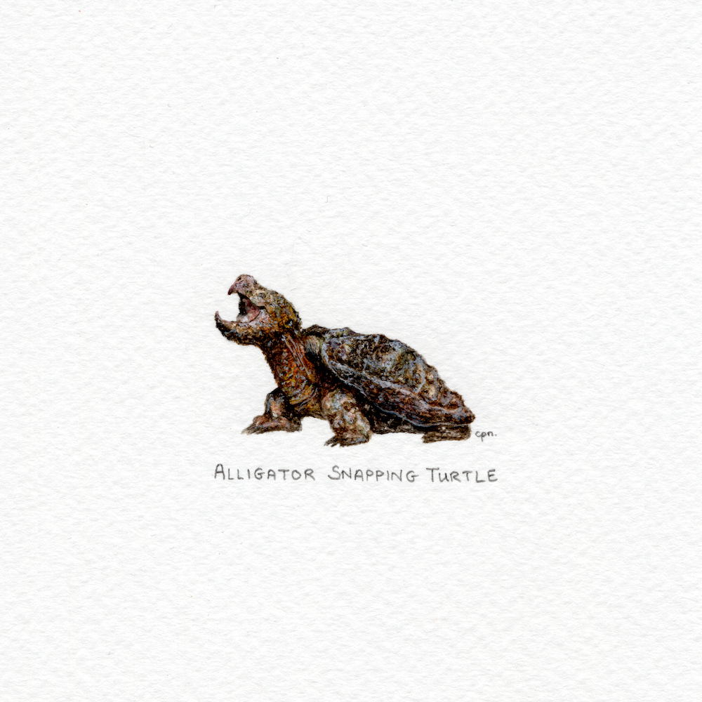 Alligator Snapping Turtle (Low).png