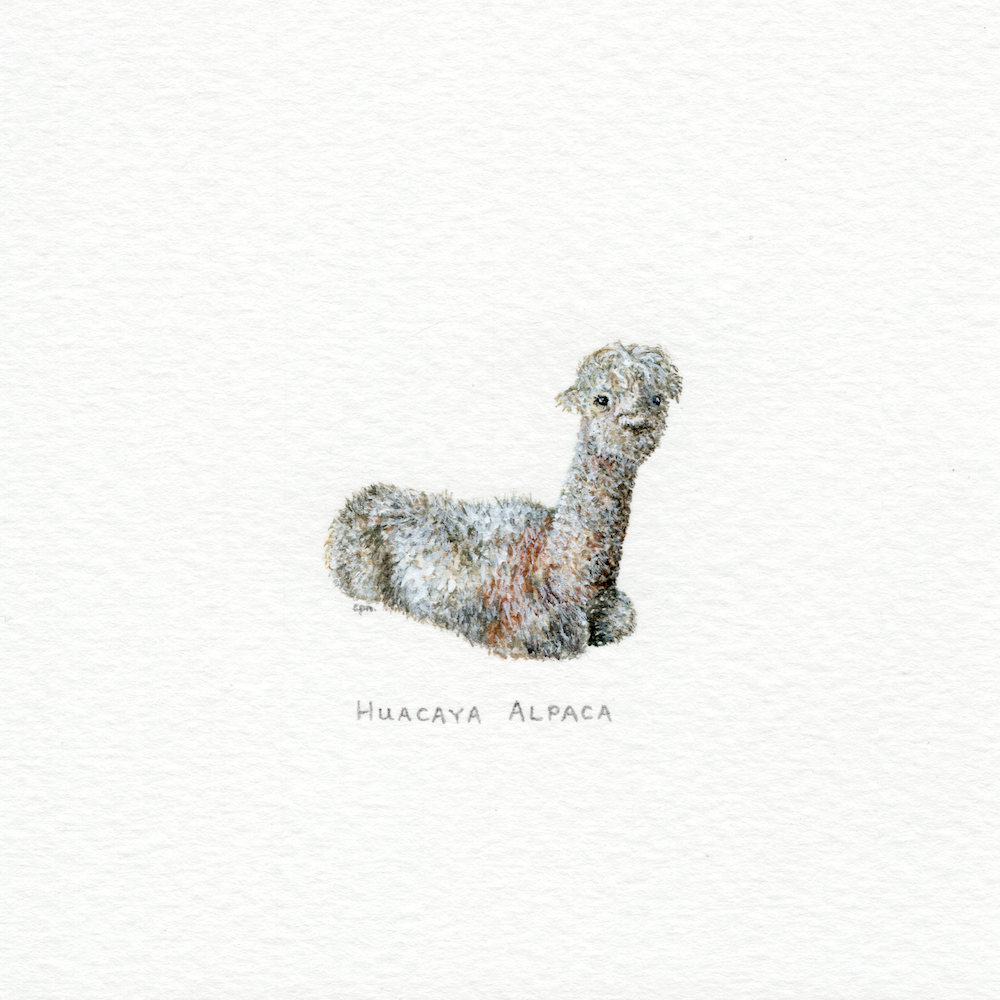 Huacaya Alpaca (Low).png