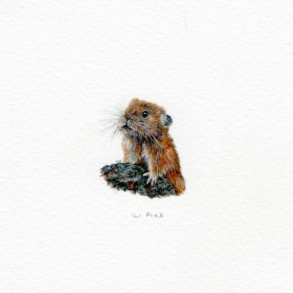 Ili Pika (Low).png