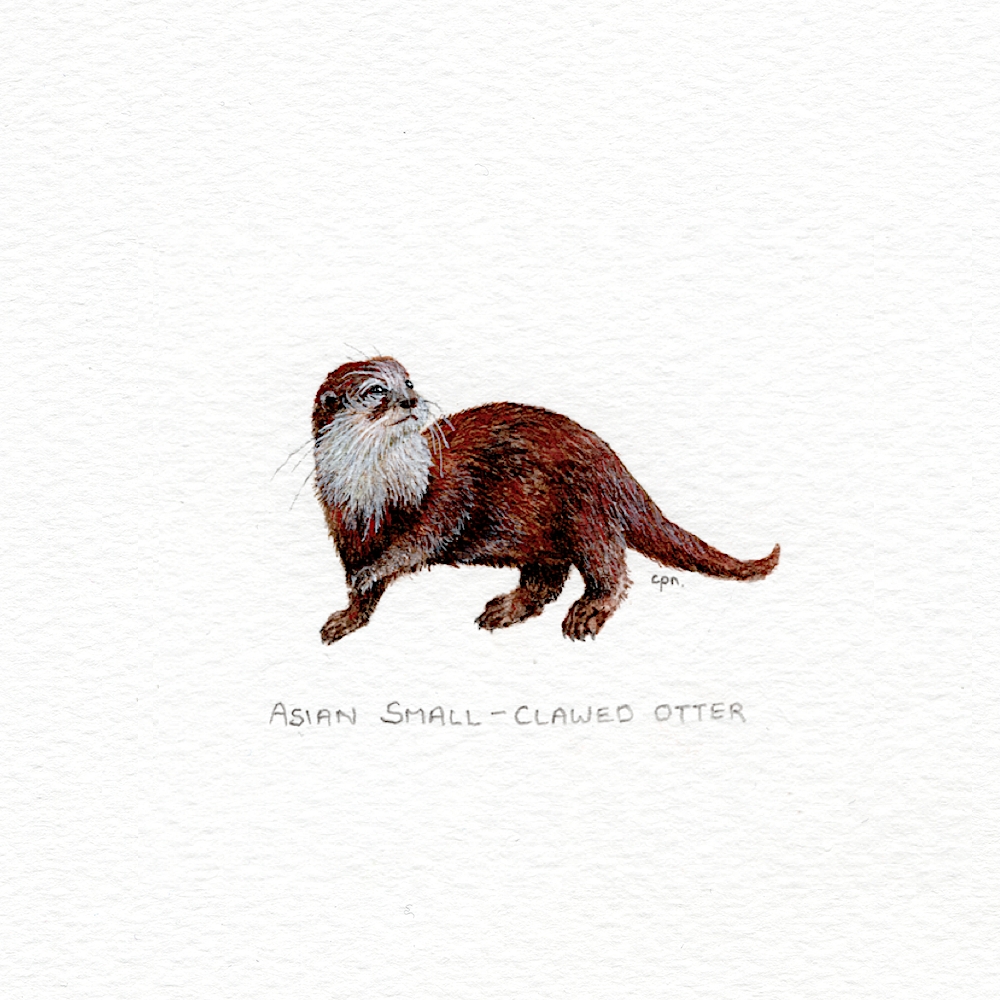 Asian Small-Clawed Otter (Low).png
