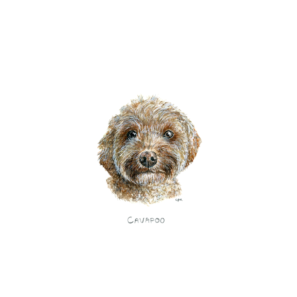 Cavapoo (Low).png