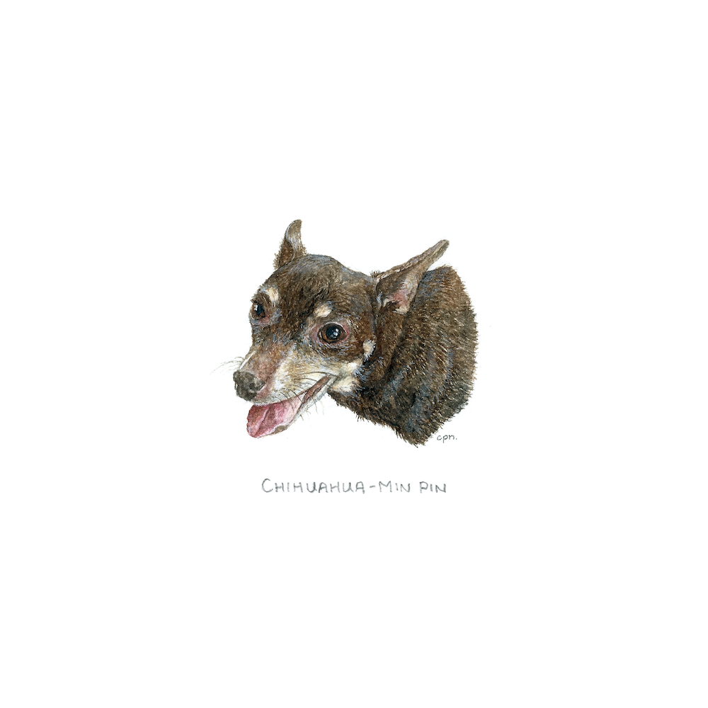Chiuauaua Min Pin (Low).png