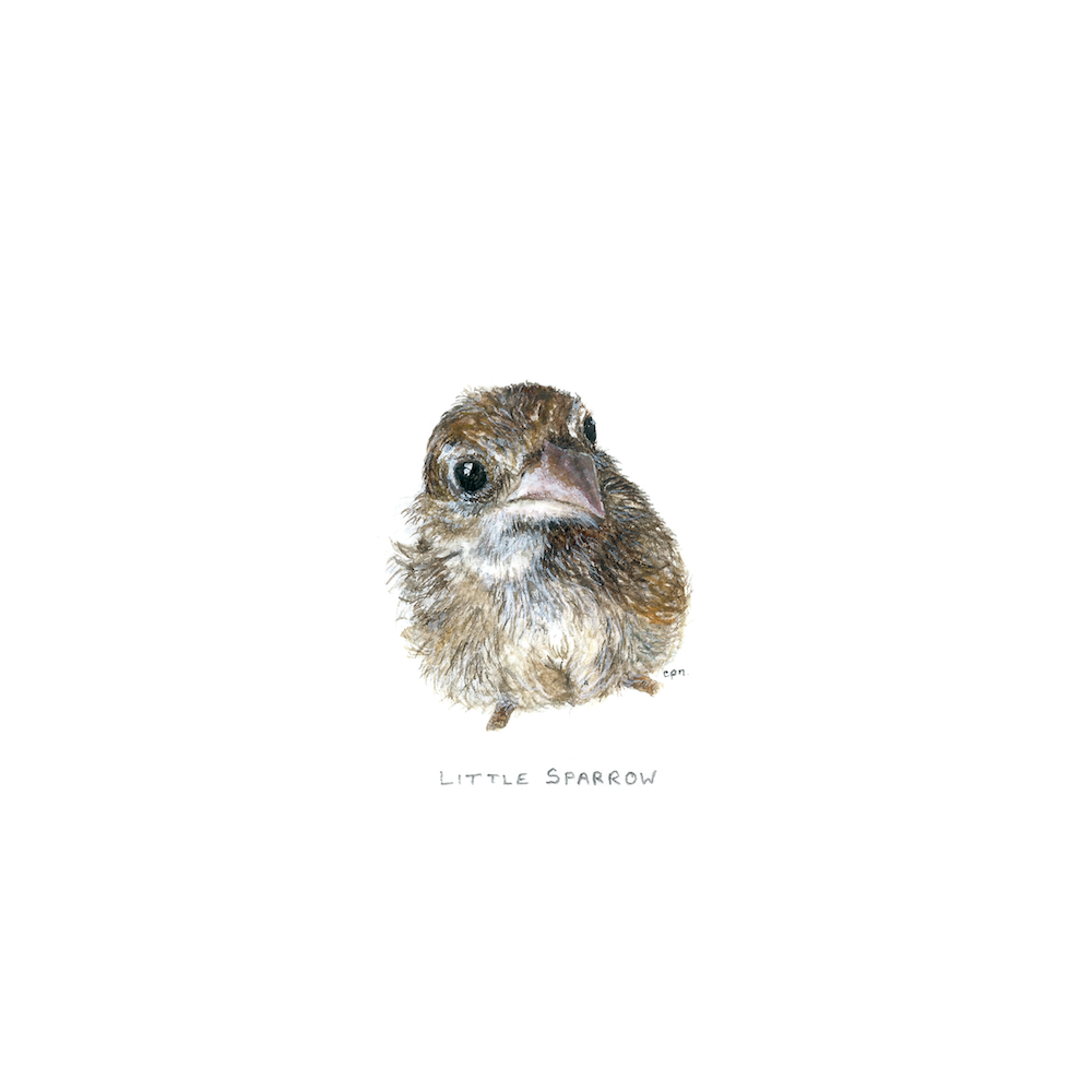 Little Sparrow (Edith) (Low).png