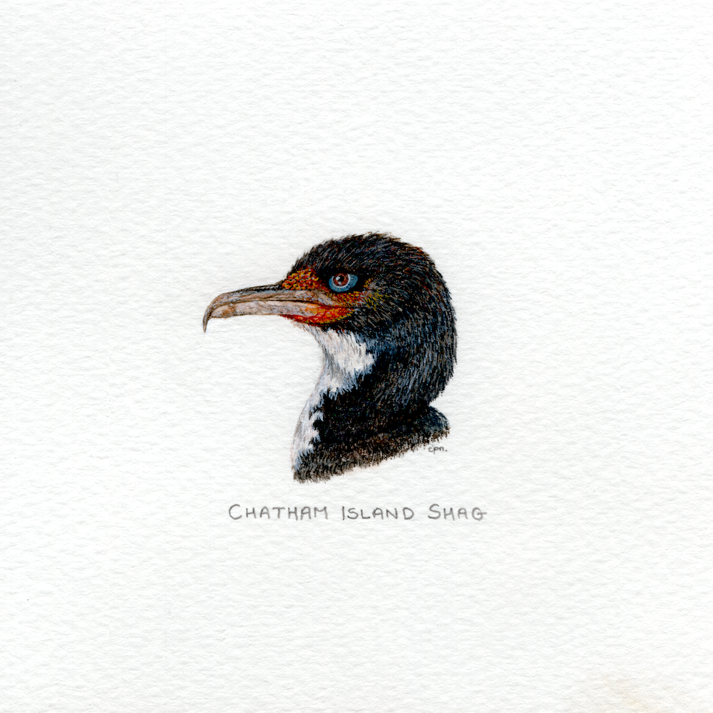 Chatham Island Shag (Low).png