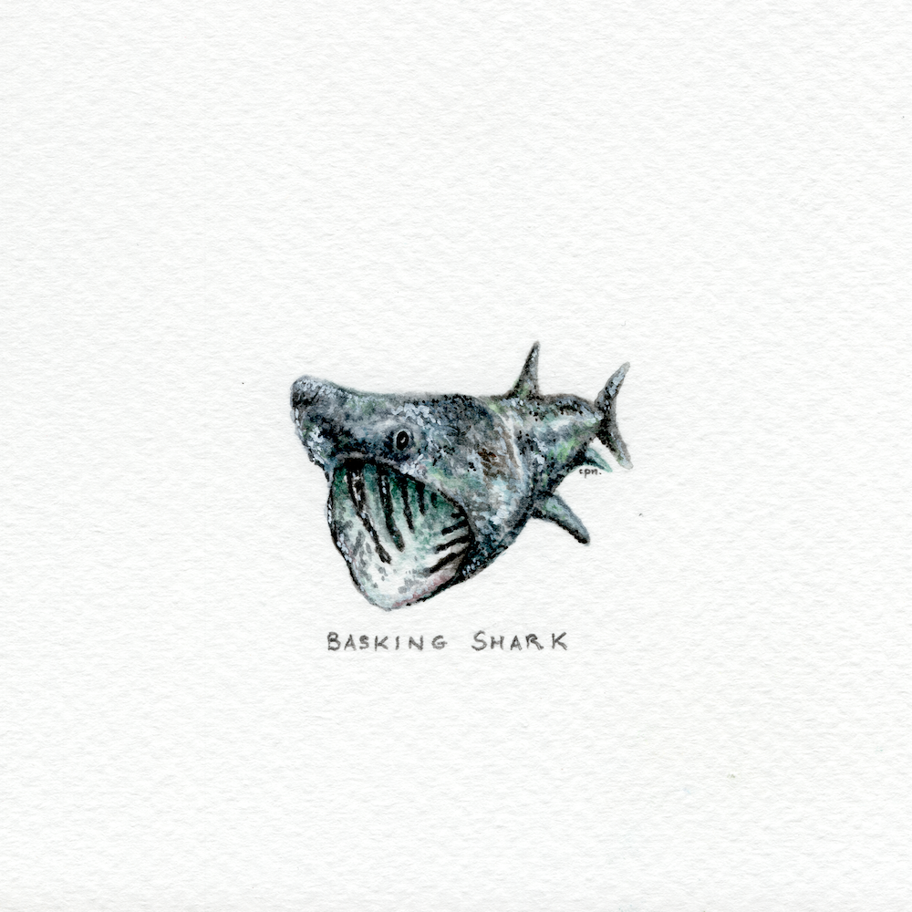 Basking Shark (Low).png