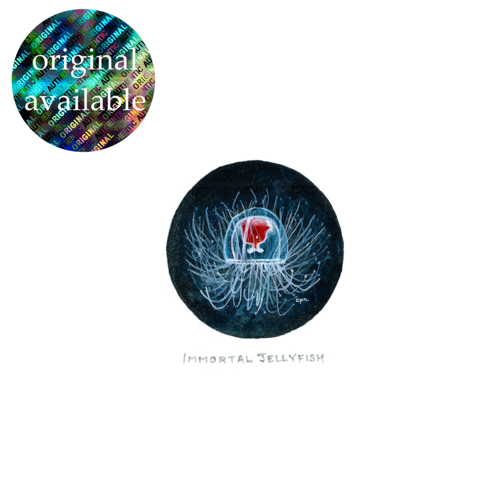 Immortal Jellyfish (Low) copy.png