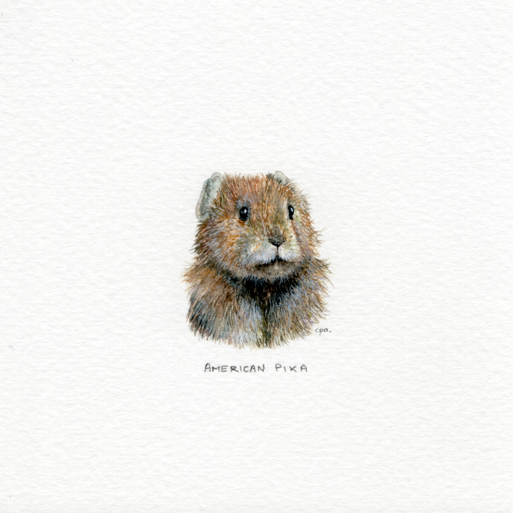 American Pika (Unfinished) (Low).png