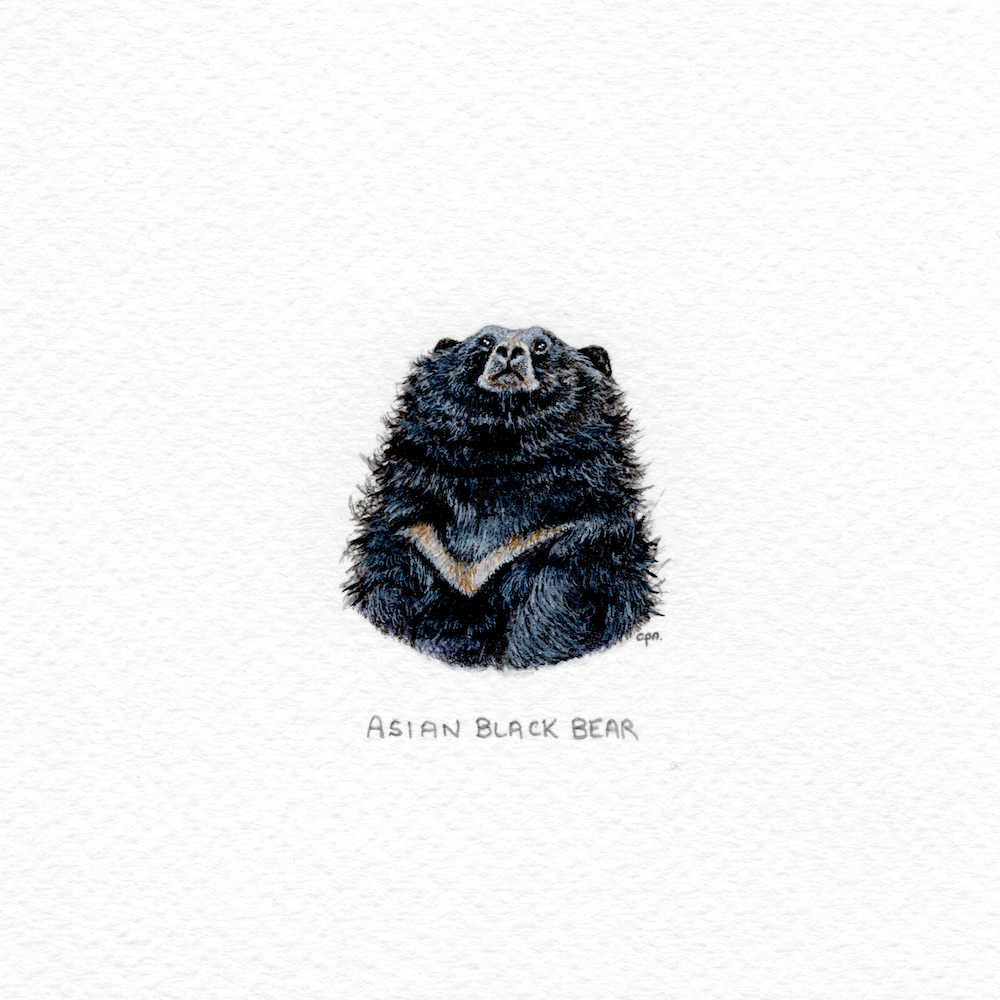 Asian Black Bear (Low).png