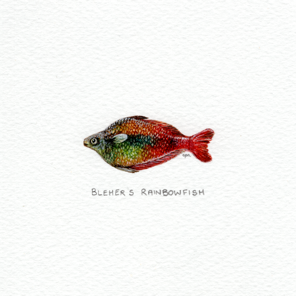 Bleher's Rainbowfish (Low).png