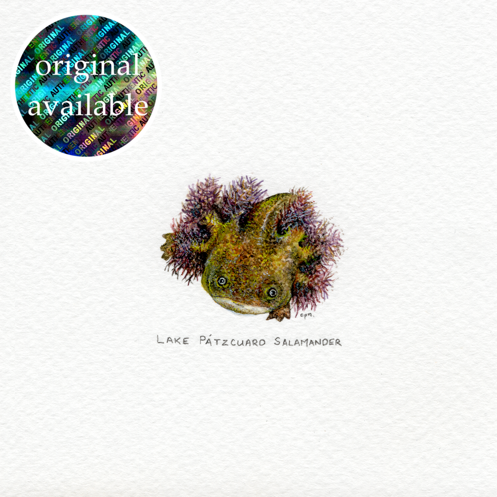 Lake Patzcuaro Salamander (Alt) (Low) copy.png