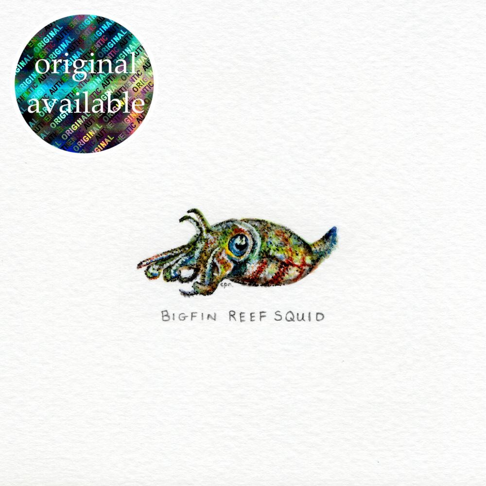 Bigfin Reef Squid (Original).png