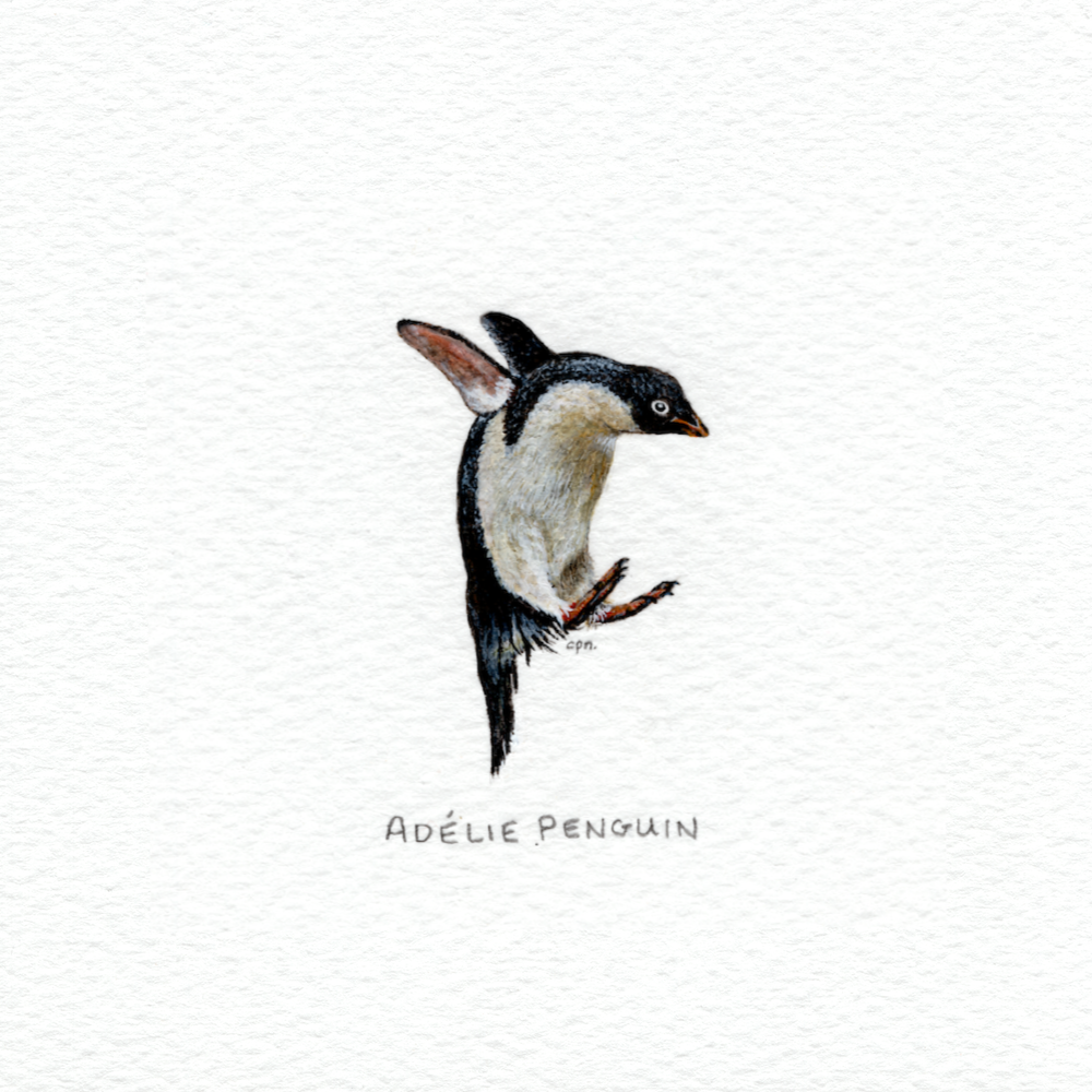Adelie Penguin (Low).png