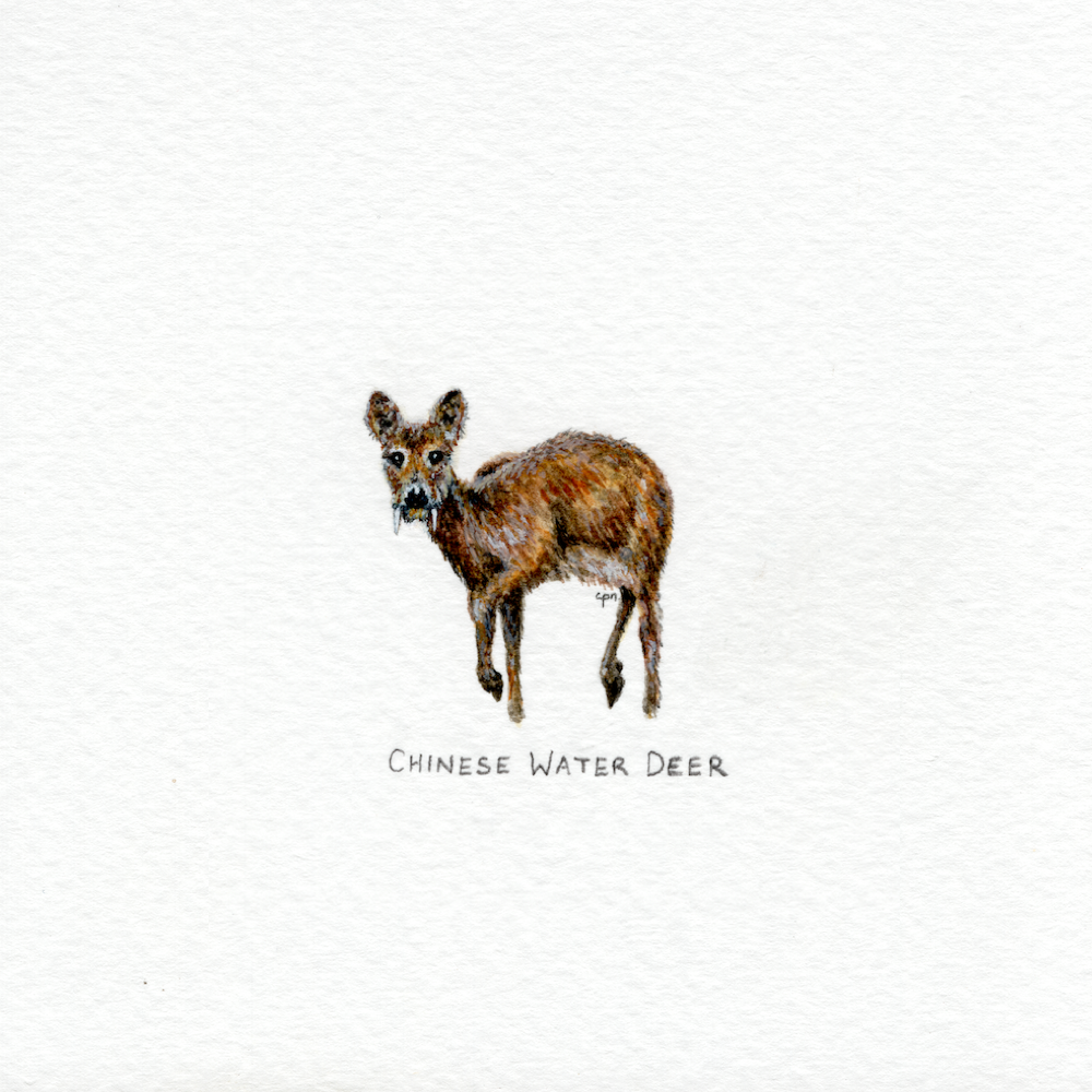 Chinese Water Deer (Low).png