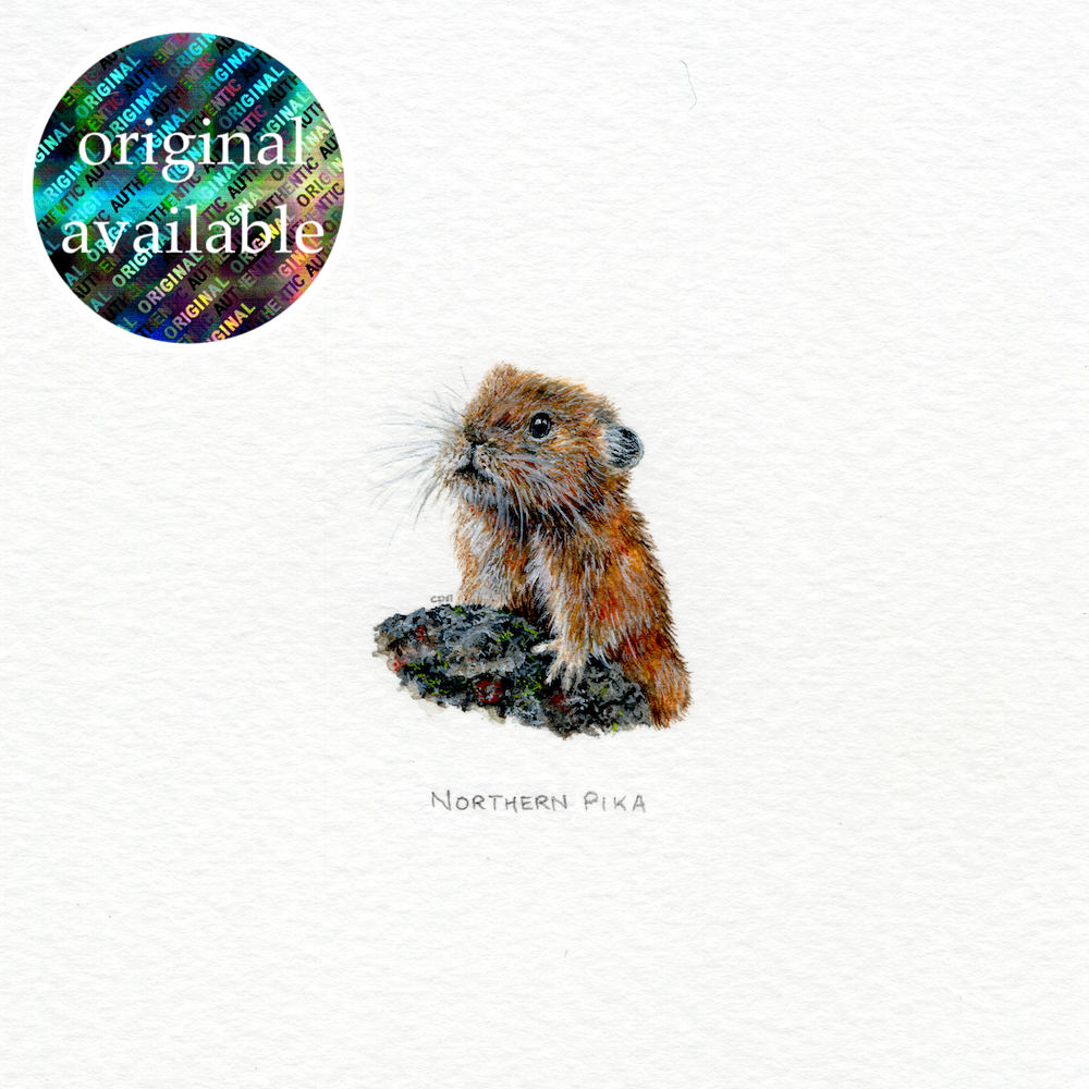 Northern Pika (Original).png