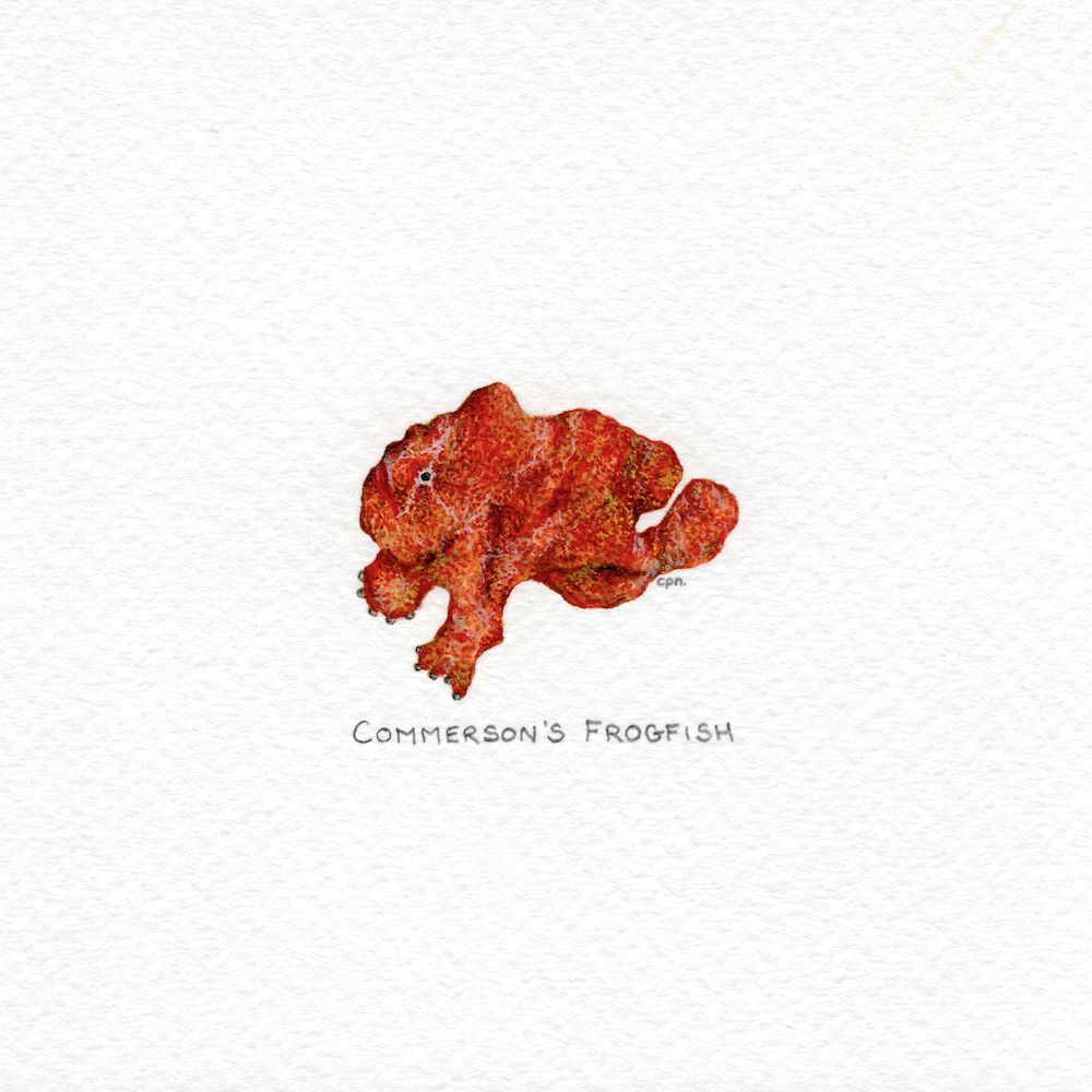 Commerson's Frogfish (Low).png