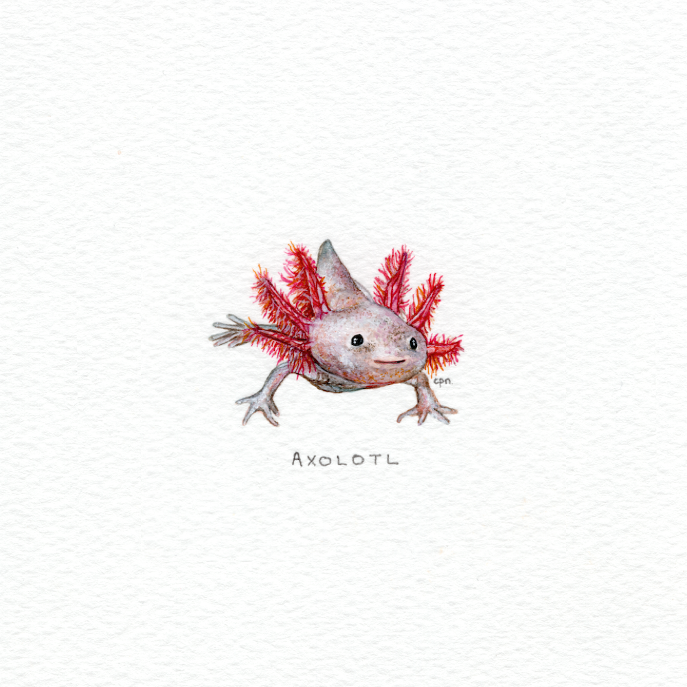 Axolotl (Low).png