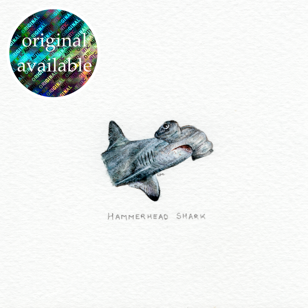 Great Hammerhead Shark (Original).png