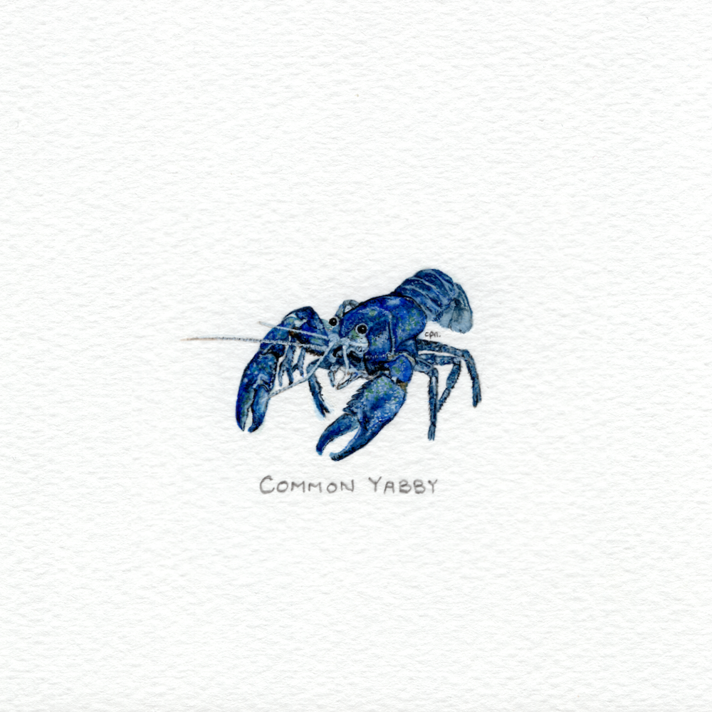Common Yabby (Low).png
