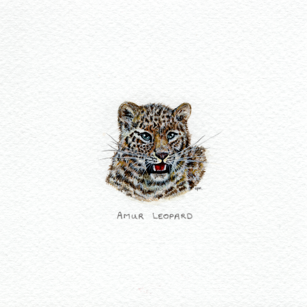 Amur Leopard (Low).png