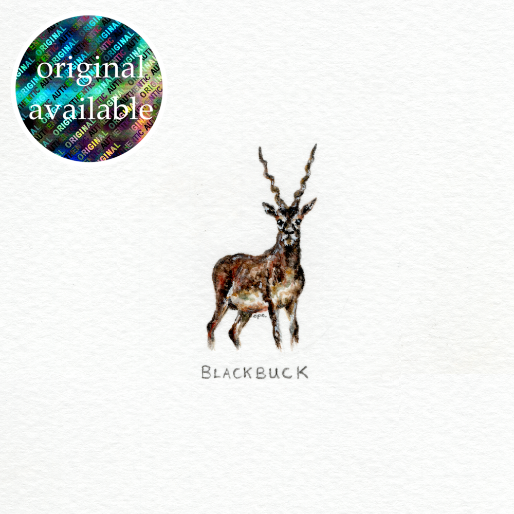Blackbuck (Original).png