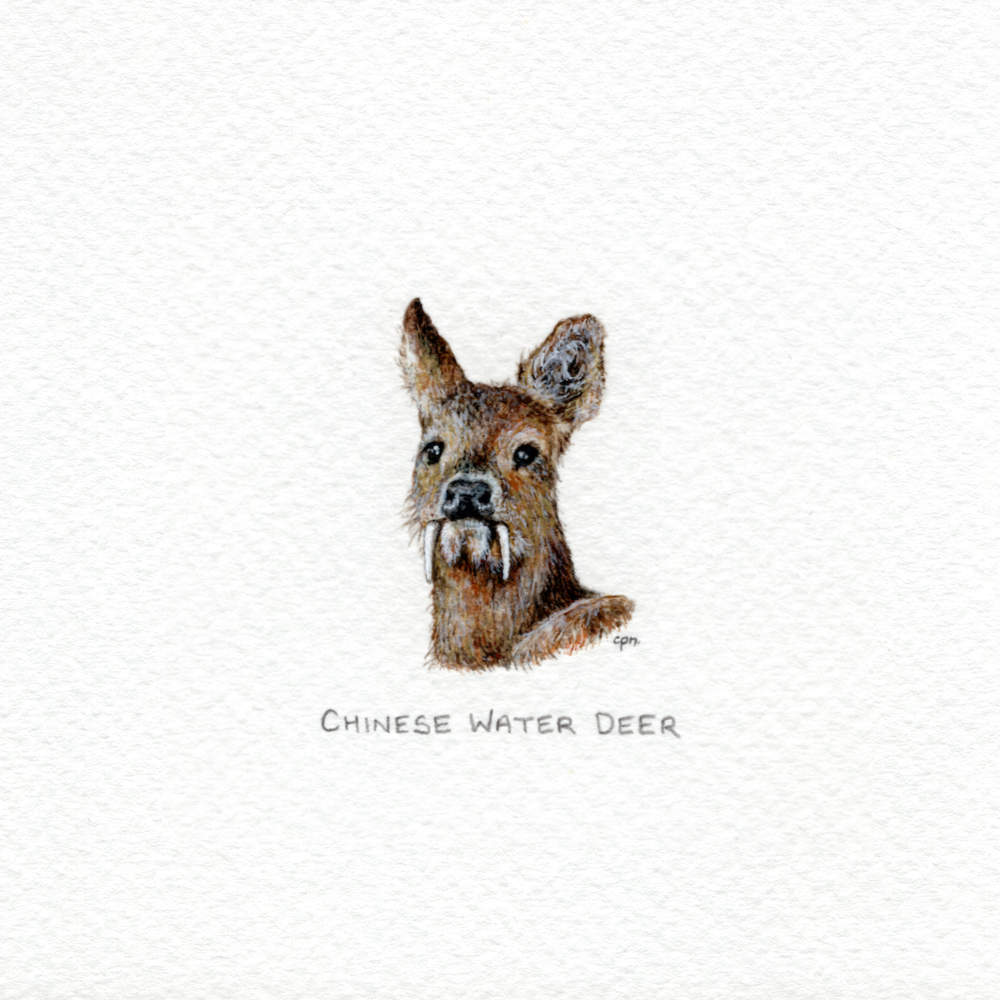 Chinese Water Deer (Low).png