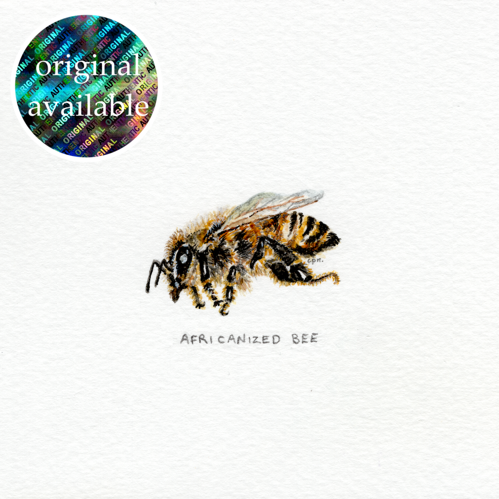 Africanized Bee (Original).png