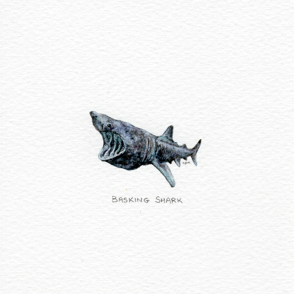 Basking Shark (Low).png