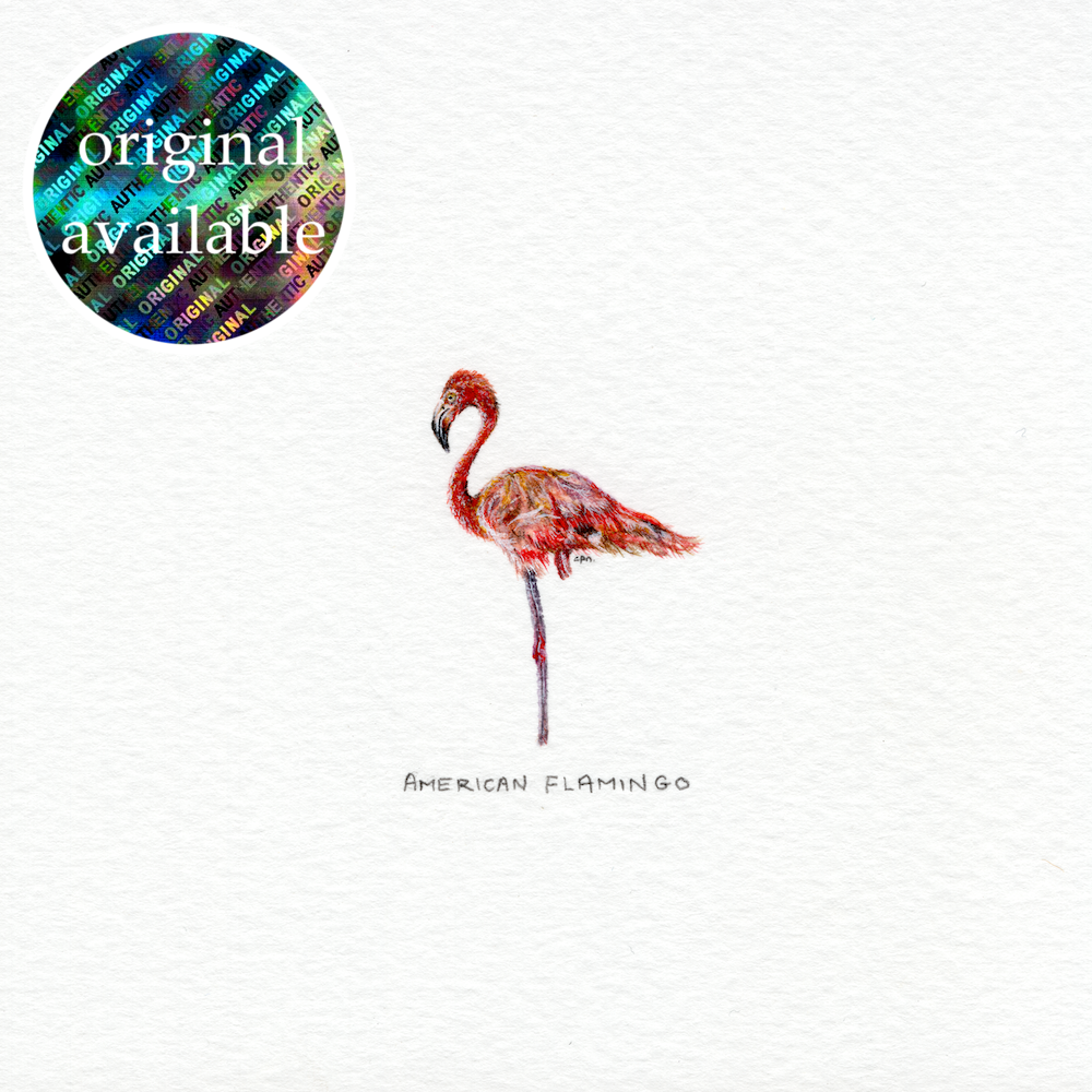American Flamingo (Original).png