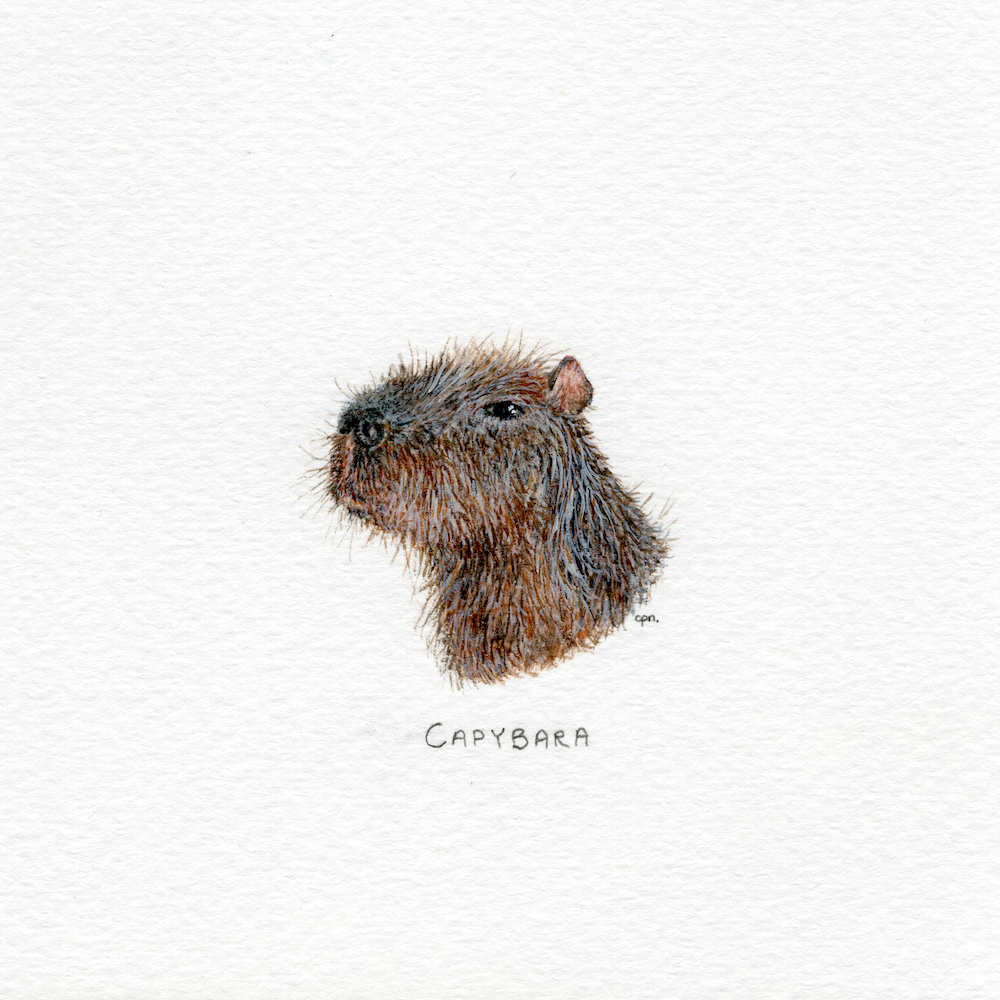 Capybara (Low).png