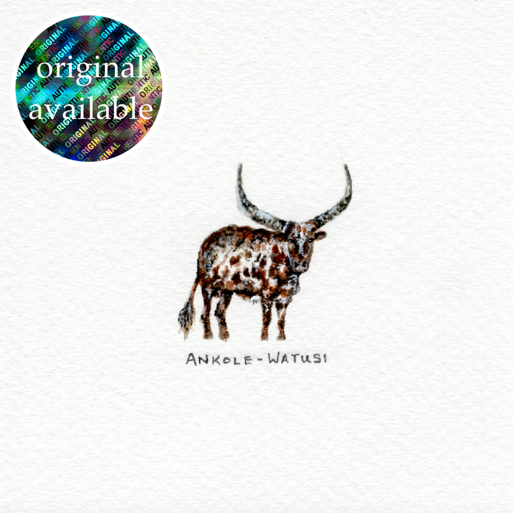 Ankole-Watusi (Original).png