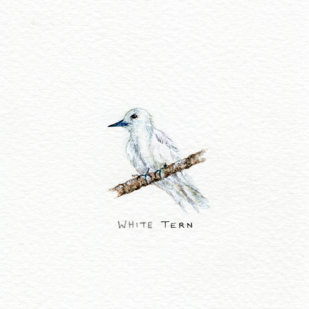 Fairy Tern (Low).png