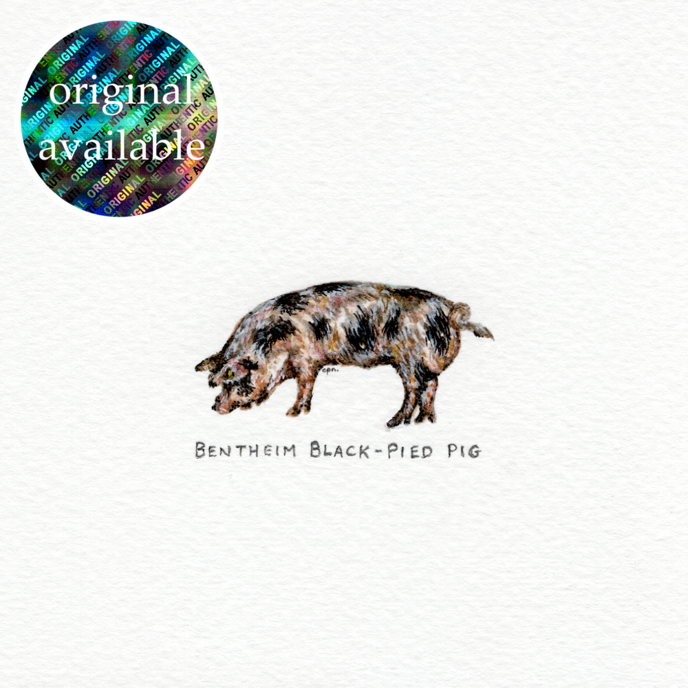 Bentheim Black-Pied Pig (Original).png