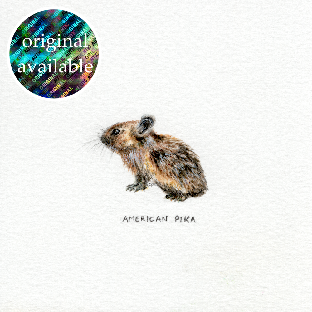 American Pika (Original).png