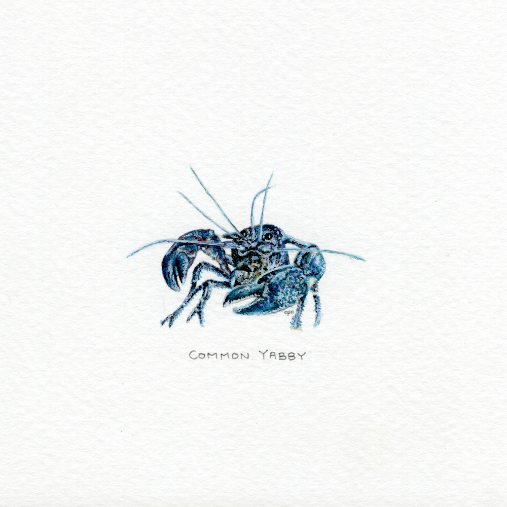 Common Yabby (Low).png