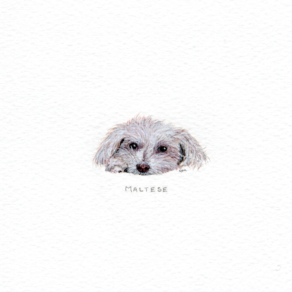 Maltese (Low).png