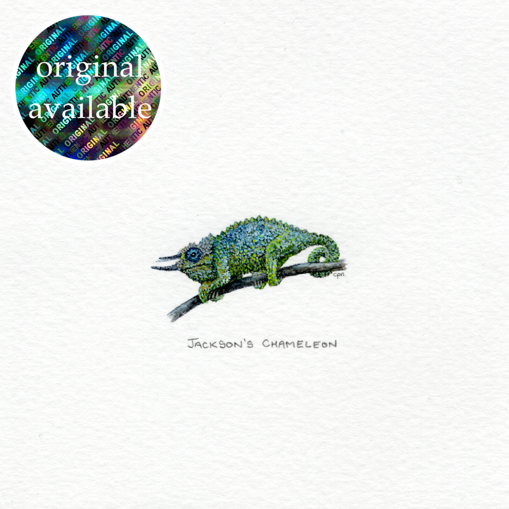 Jackson's Chameleon (Alt) (Low) copy.png