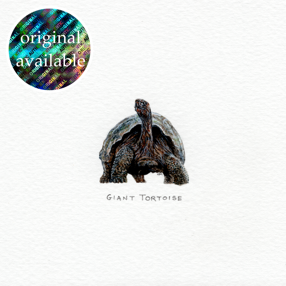 Pinta Island Tortoise (Original).png