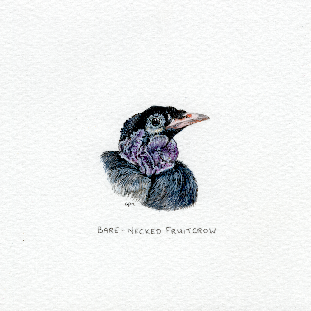 Bare-Necked Fruitcrow (Low).png