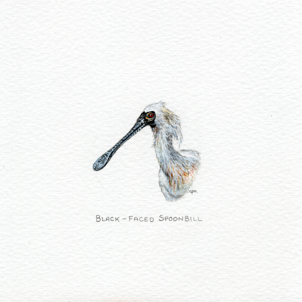 Black-Faced Spoonbill (Low).png