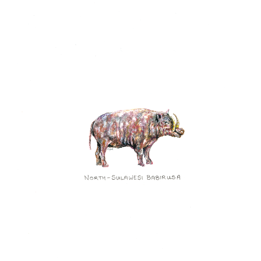 North Sulawesi Babirusa (Low).png